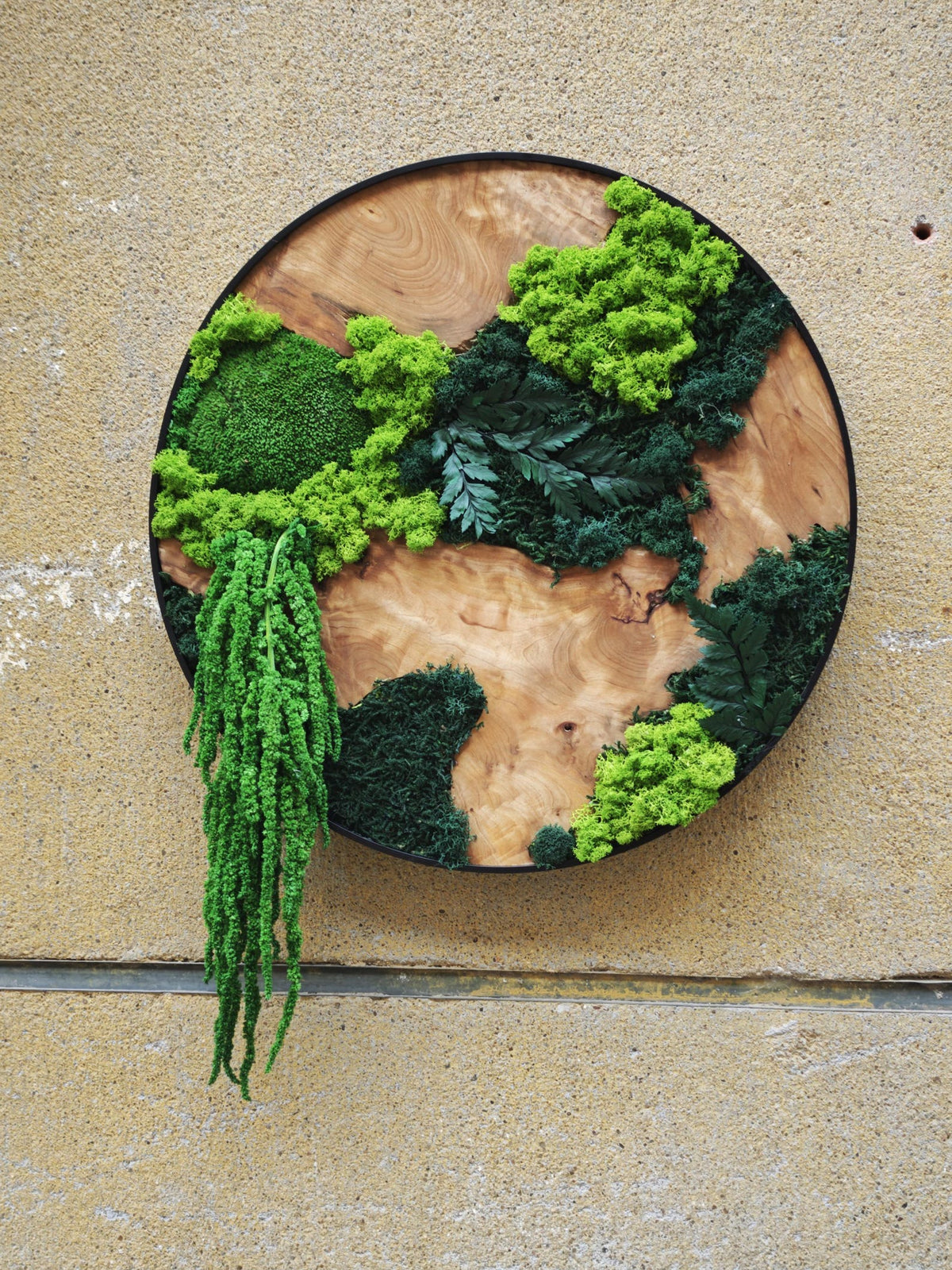 A circular wall art piece featuring a natural wood grain base enclosed in a thin black metal frame. The surface is decorated with various shades of preserved green moss, dark green fern leaves, and a long, trailing green plant element.