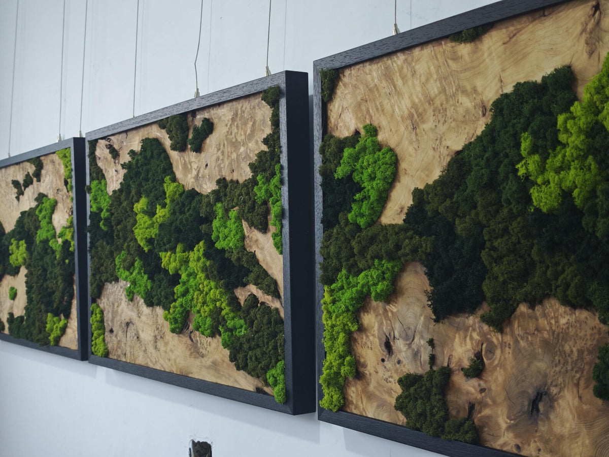Three rectangular wall art pieces featuring natural wood slabs with live edge details, framed in black. Each piece contains patches of preserved moss in varying shades of dark forest green and bright lime green, creating a textured surface.